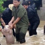 Smiling pig rescued