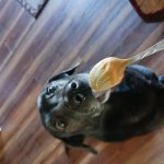 Dog with peanut butter