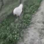 Stupid sheep fall in hole GIF Template