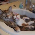 cats in sink meme
