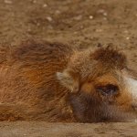 Sad Camel
