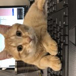 Tech Savvy Cat
