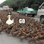 go duck duck | GO | image tagged in duck duck go | made w/ Imgflip meme maker