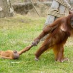 Orangutan drag baby