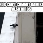 no | BIRDS CAN'T COMMIT KAMIKAZE
ALSO BIRDS | image tagged in gifs,birds | made w/ Imgflip video-to-gif maker