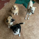 My 3 Musketeers and Maya