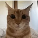 this behavior will not stand - better quality