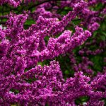 Shutterstock Image #44