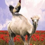Chicken on top of Camel