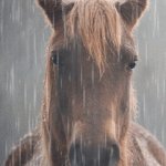 horse in rain