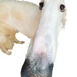 Borzoi Long Nose