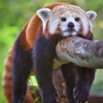 Lazy red panda