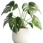 Monstera