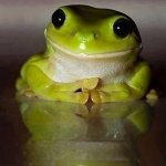 Happy toad