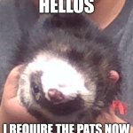 Hellos | HELLOS; I REQUIRE THE PATS NOW | image tagged in upside down ferret | made w/ Imgflip meme maker
