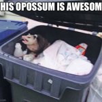 Awesome Opossum | THIS OPOSSUM IS AWESOME | image tagged in awesome opossum | made w/ Imgflip meme maker