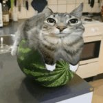 Cat on watermelon