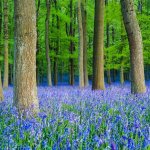 English bluebells