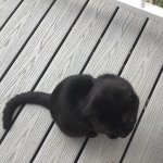 Black cat ?‍⬛