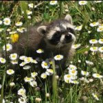 Raccoon with Daisy