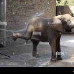 Elephant gets butt cleaned