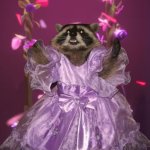 Princess Raccoon