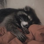 Sleeping Raccoon