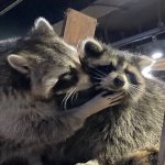 Raccoon Kiss on Cheek