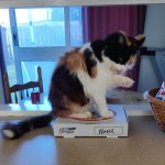 Cat on her box
