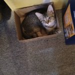 Cthulthu the kitten