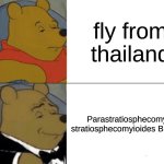 he was cooking | fly from thailand; Parastratiosphecomyia stratiosphecomyioides Brunetti | image tagged in memes,tuxedo winnie the pooh | made w/ Imgflip meme maker
