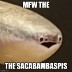 Live sacabambaspis reaction | MFW THE; THE SACABAMBASPIS | image tagged in live sacabambaspis reaction | made w/ Imgflip meme maker