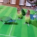 Basketball Birds | image tagged in gifs,basketball birds | made w/ Imgflip video-to-gif maker
