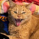 Yelly Cat