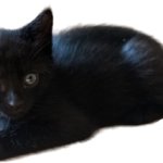 Black Cat no Background