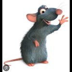 Rat