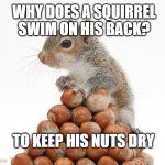 Gray Squirrel with pile of nuts | WHY DOES A SQUIRREL SWIM ON HIS BACK? TO KEEP HIS NUTS DRY | image tagged in gray squirrel with pile of nuts | made w/ Imgflip meme maker