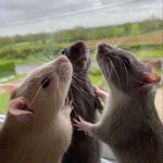 Rat Coven