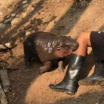 Hippo Bite