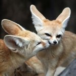Fennec fox kiss