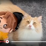 Glitch the Youtuber’s cat