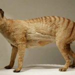 Thylacine