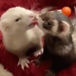 ferrets kissing GIF Template