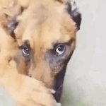 Dog Holding Nose GIF Template