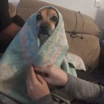 Lupi winning
