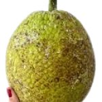 pana