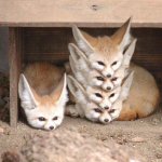 Stack of Foxes