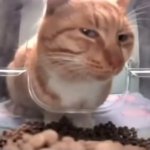 cat | image tagged in suspicious cat,memes | made w/ Imgflip meme maker