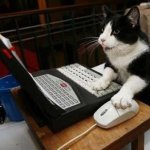 laptop gato at work