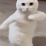 chat danse GIF Template